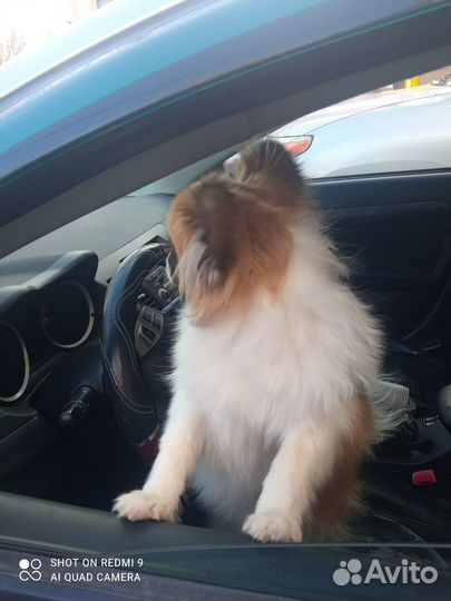 Продам собачку