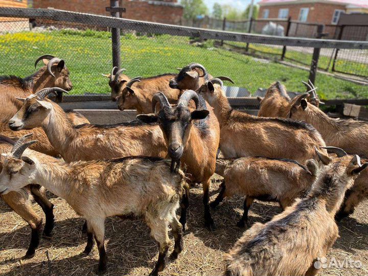 Продам коз