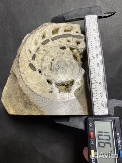 Аммонит срез Окаменелости аммониты минерал