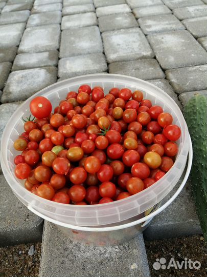 Помидоры mini
