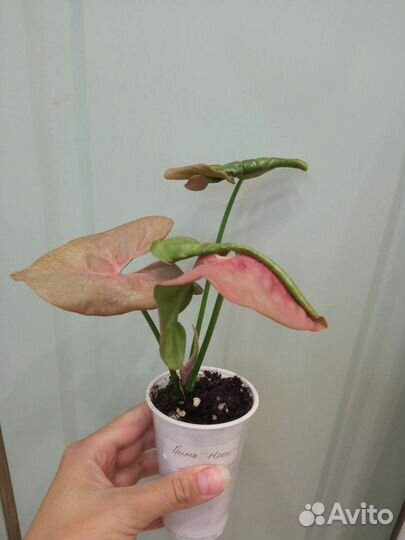 Сингониум Пинк неон