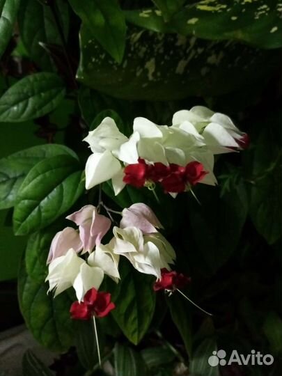 Клеродендрум томпсона