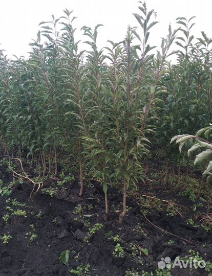 Саженцы оптом