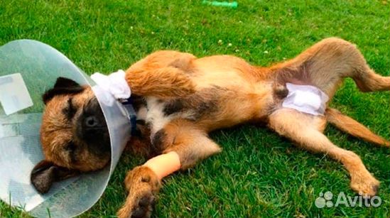 Ветеринарный врач на дом