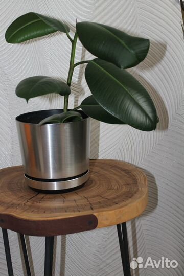 Фикус эластика 50 см с горшком