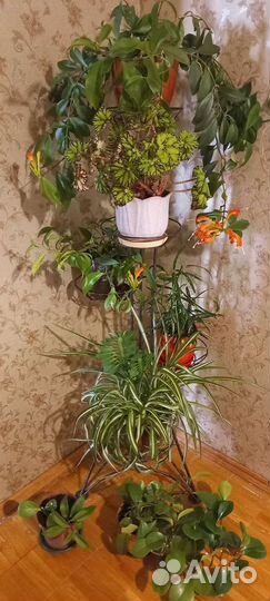 Комнатные цветые горшках