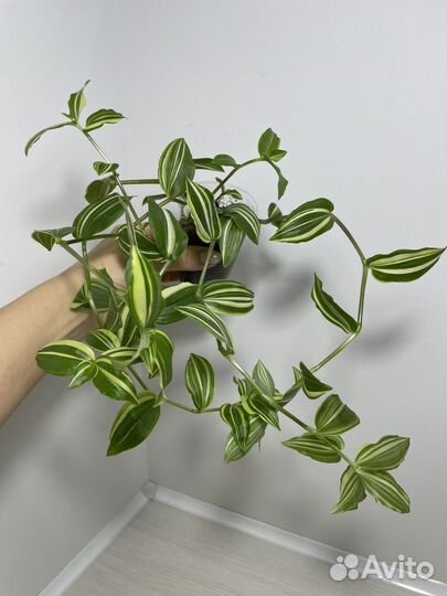 Традесканция Желтый холм (Yellow hill)