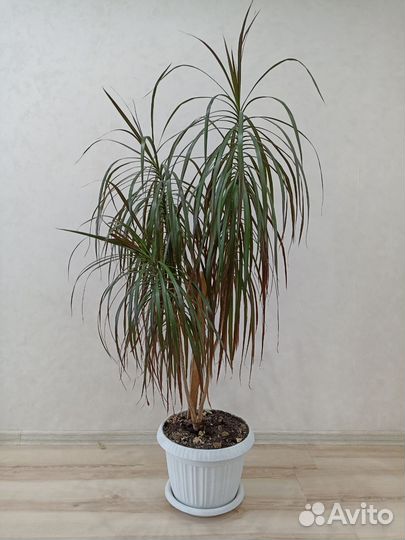 Драцена маргината