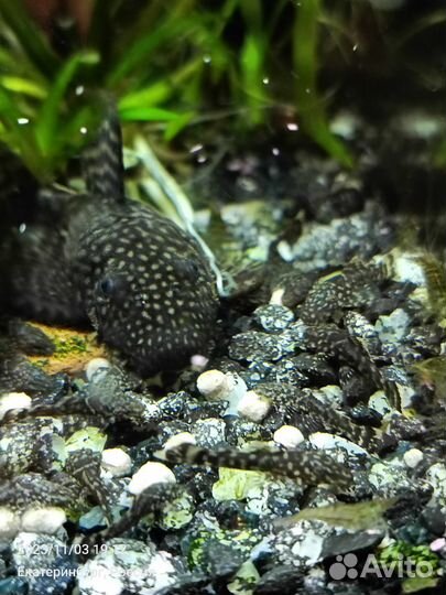 Сомики анциструсы