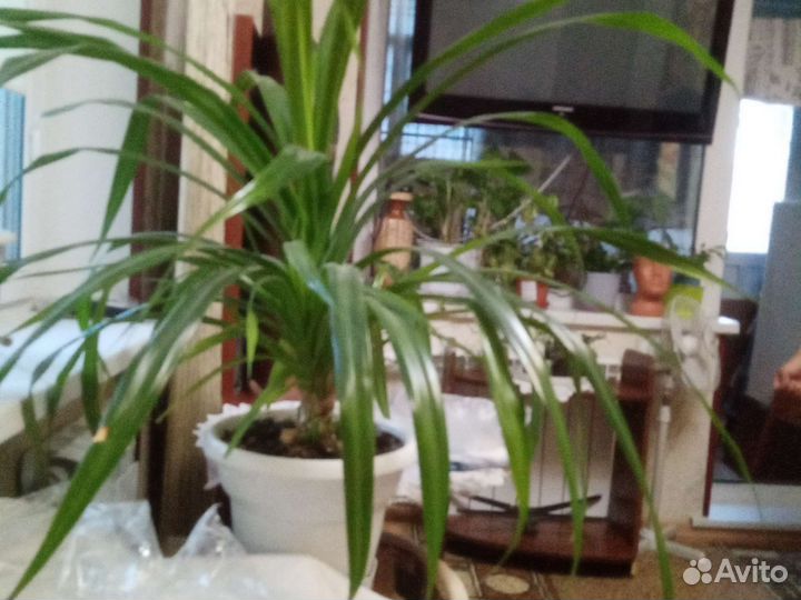 Цветок в горшке