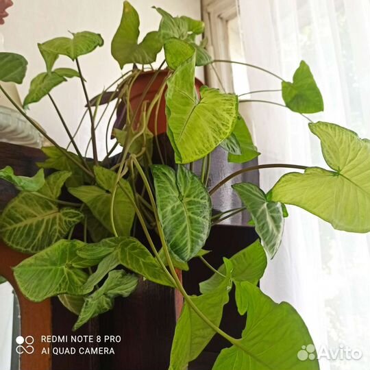 Бегония,сингониум,отростки