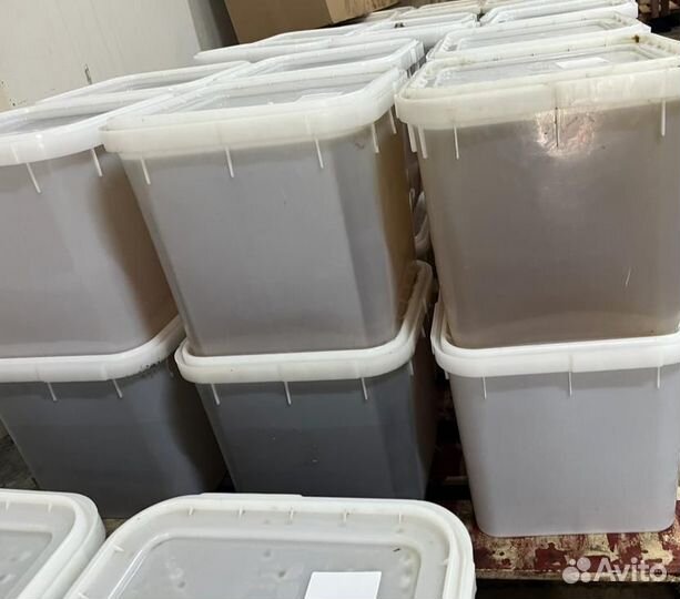 Оптом свежий горный мед