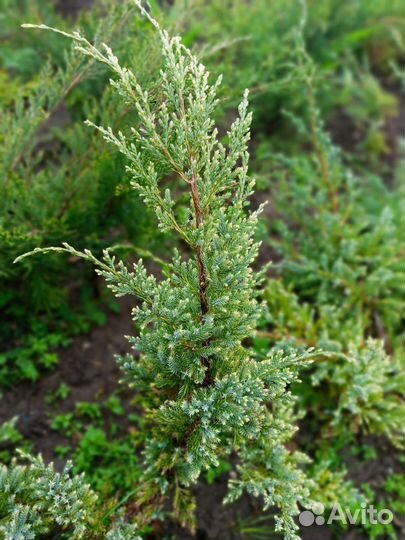 Туи, можжевельник