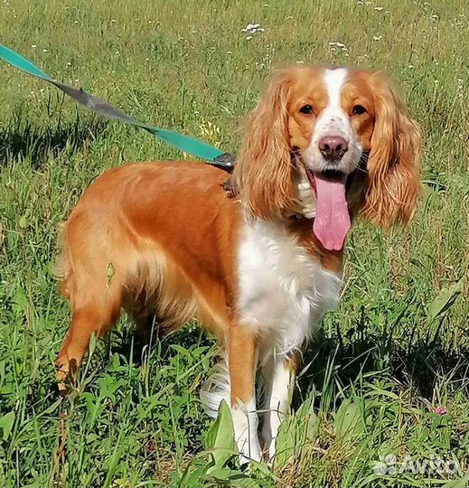 Спаниель в добрые руки