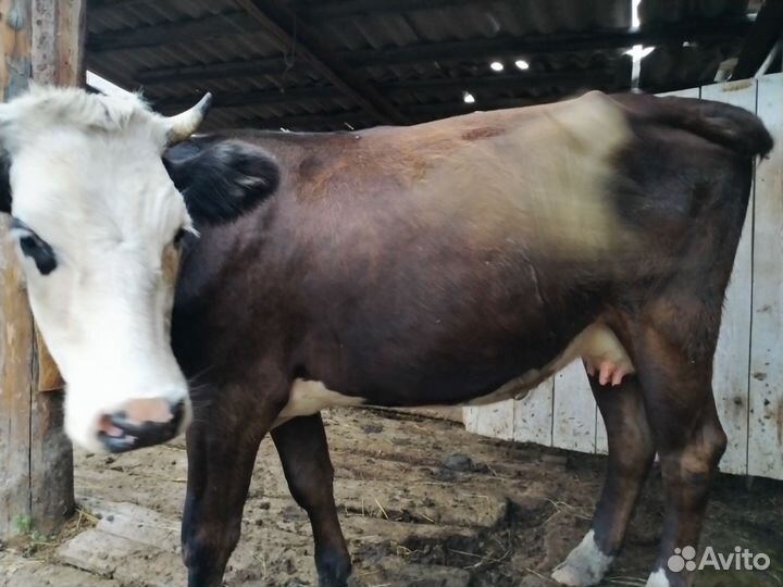 Корова молодая