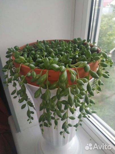 Крестовник роули, геррейна