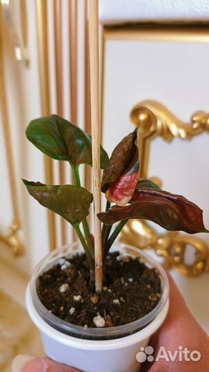 Сингониум Клубничный Лёд