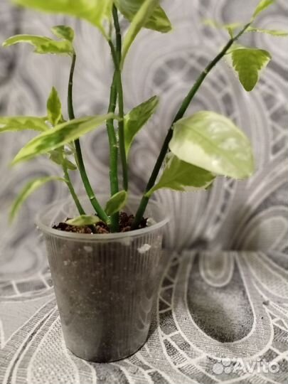 Комнатные растения большие