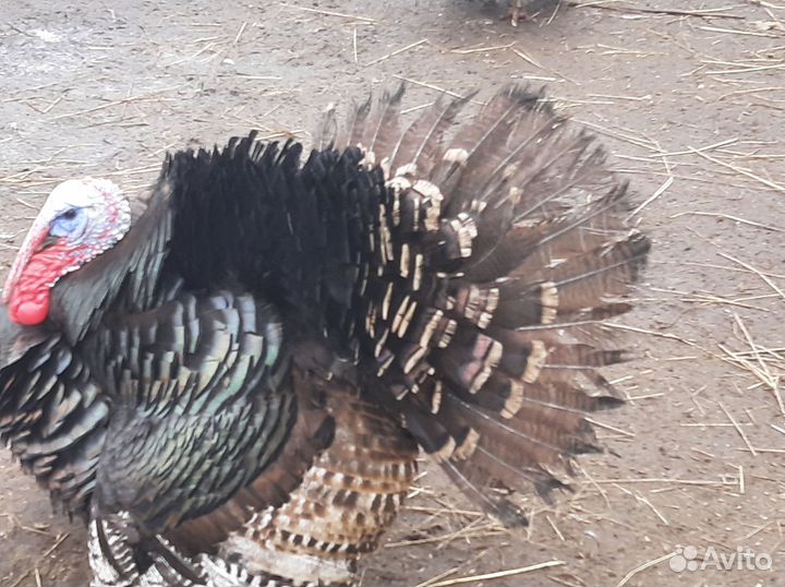 Гуси, куры, утки кауюга дикие индо