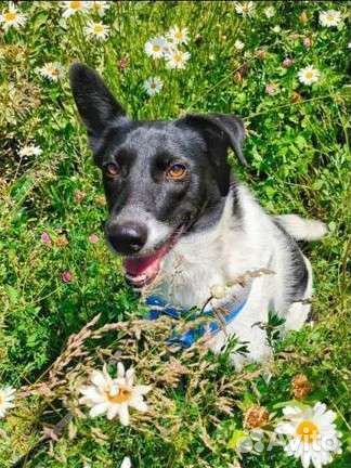 Собаки бесплатно в добрые руки