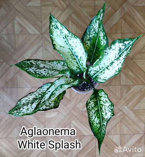 Аглаонема White Splash / Вайт Сплэш