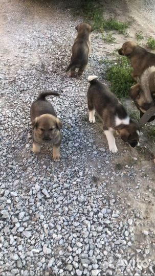 Щенки