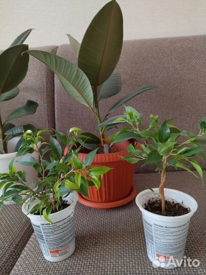 Комнатные цветы