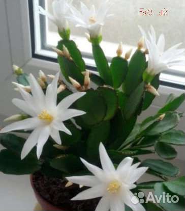 Рипсолидопсис