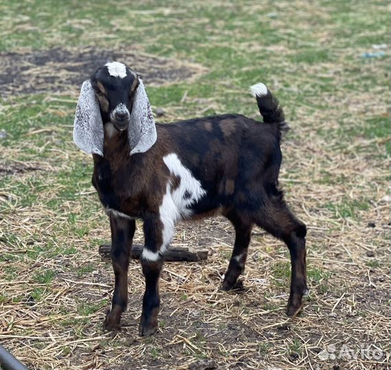 Козлята нубийские племенные