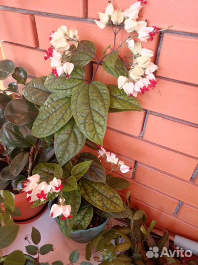 Клеродентум