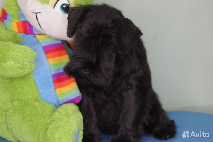 Цвергшнауцер щенки черного окраса