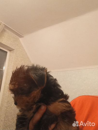 Йоркширский терьер