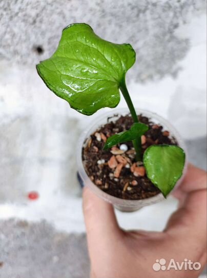 Сингониум сахарное сердце