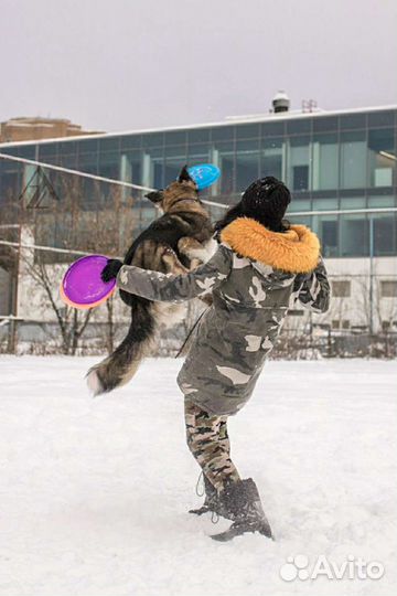 Кинолог - дрессировка/ передержка/ выгул