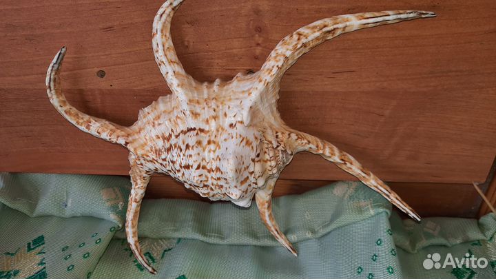 Ракушка раковина морская звезда