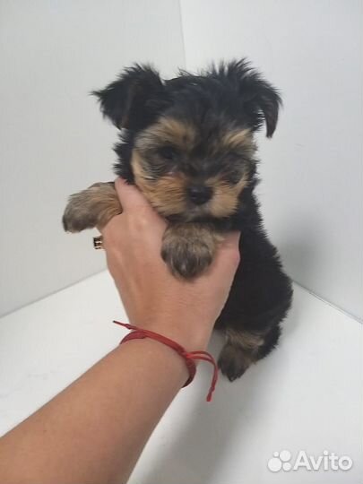 Чистокровные девочки йорки с паспортом