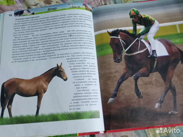 Книга энциклопедия 