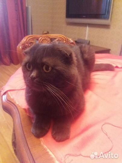 Вязка шотландского вислоухого кота