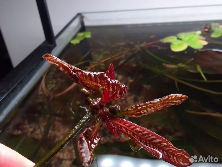 Аквариумные растения