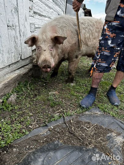 Хряк рабочий