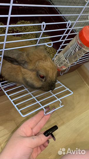 Кролик с клеткой