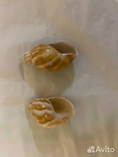 Ракушки из Атлантического океана