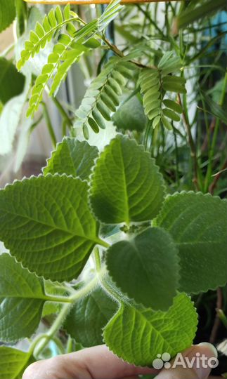 Плекрантус (комнатная мята)