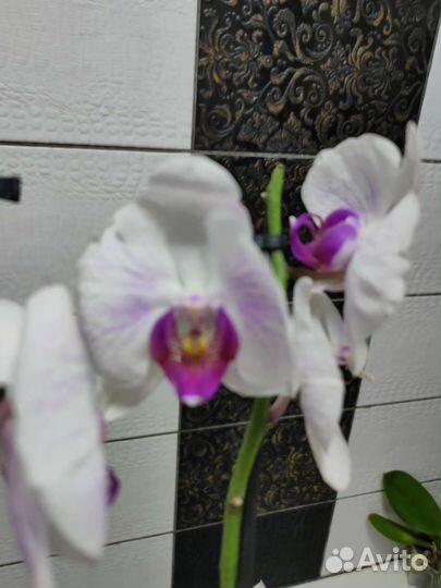 Орхидея фаленопсис