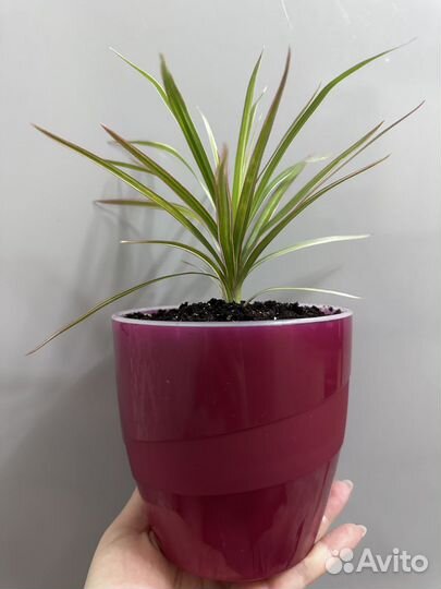 Драцена маргината