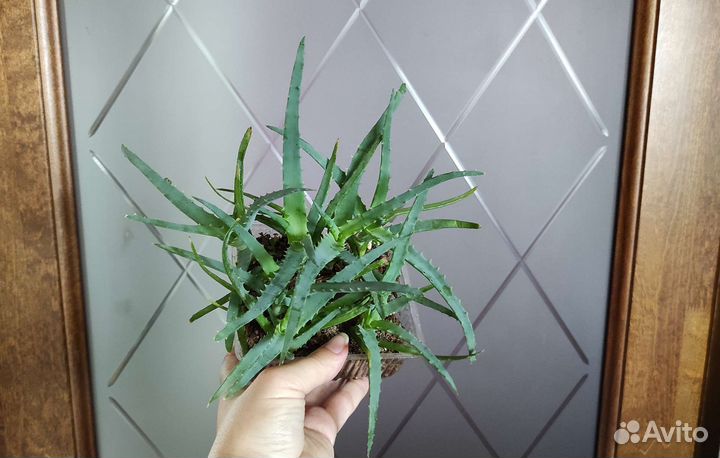 Каланхоэ, алоэ