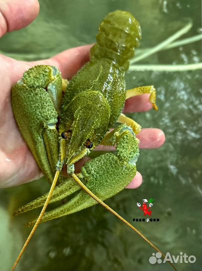 Раки элитные шикарная варка