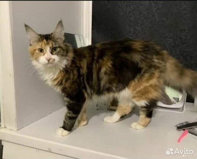 Котята мейн-кун