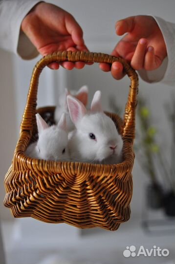 Кролик гермелин