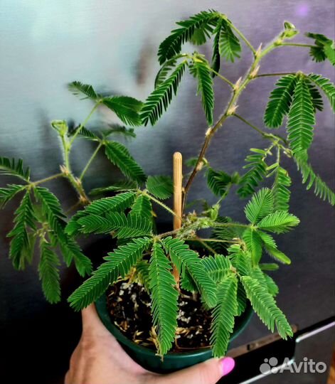 Мимоза стыдливая (недотрога)